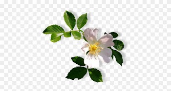 Není Povoleno Dávat V Této Podobě Na Jiné Blogy A Weby - Woods' Rose