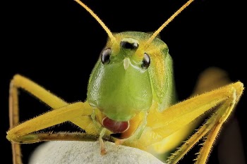 Neoconocephalus retusus, insect face shot. | Free Photo - rawpixel