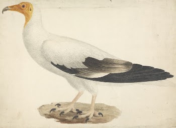 Neophron percnopterus (Egyptian Vulture) | Free Photo - rawpixel