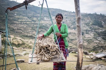 Nepalis woman collecting wood, Kailash, | Free Photo - rawpixel