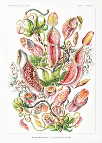 Nepenthaceae&ndash;Kannenpflanzen from Kunstformen der Natur (1904) by.. | Free public domain illustration - 2272224