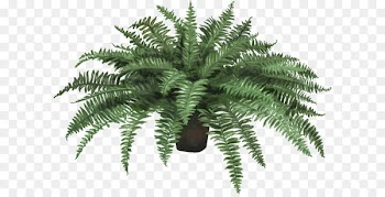 Nephrolepis exaltata Fern Plant Leaf Artificial flower - Vector hand painted potted plants 