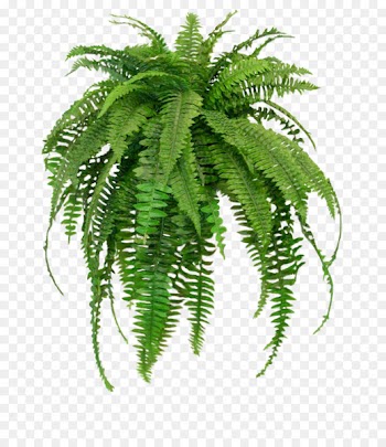 Nephrolepis exaltata Houseplant Fern NASA Clean Air Study - plant 