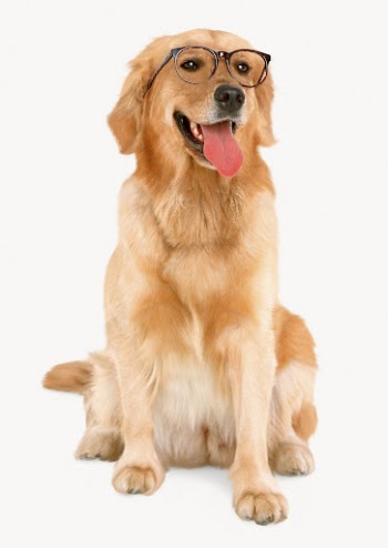 Nerd dog, Golden Retriever, animal | Free Photo - rawpixel