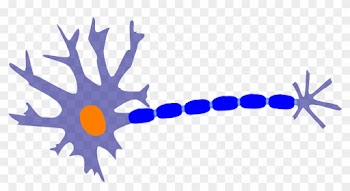 Nerve Neuron Nervous System Cell Clip Art - Nerve Neuron Nervous System Cell Clip Art