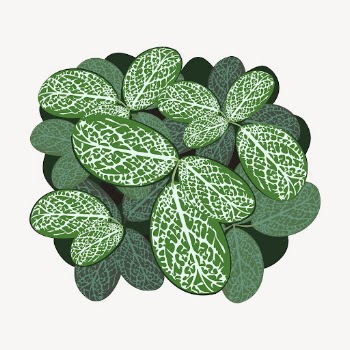 Nerve plant, botanical illustration. Free | Free Photo - rawpixel