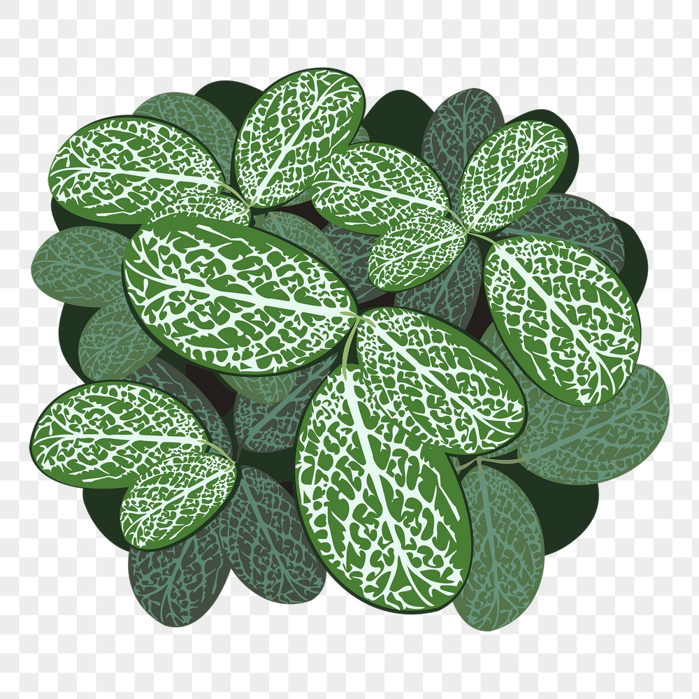 Nerve plant png sticker, botanical | Free PNG - rawpixel