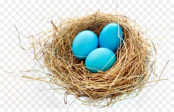 Nest Bird - Nest 