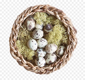 Nest Bird - Nest 