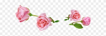 Net 03 17 - Rose Rose Png