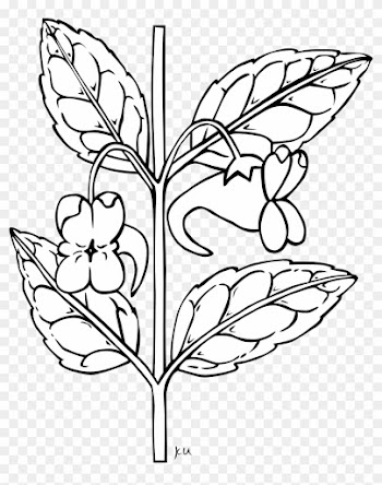 Net Clip Art Gerald G Ku Impatiens Aurella 2 Svg - Outline Of A Flower