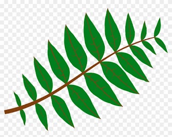 Net » Clip Art » Pinnate Leaf Flower Valentine Svg - Leaf Clip Art