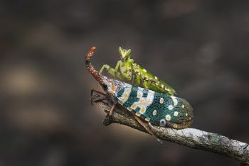 Net-winged insects
