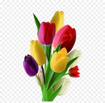 Netherlands Tulip Flower Nosegay - Multicolor tulips 