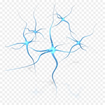 Neuron Human brain Neuropsychology Clip art - neurons 