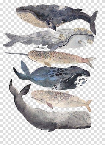 New Bedford Whale Watercolor painting Illustration, Creative Illustration and Painting whale transparent background PNG clipart
