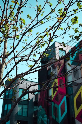 New Blossoming Tree Near Multicolored Building