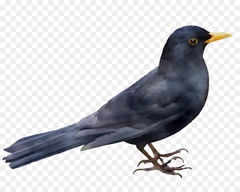 New Caledonian crow American crow Rook American Sparrows -  