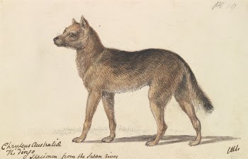 New Holland Dingo by Charles | Free Photo - rawpixel