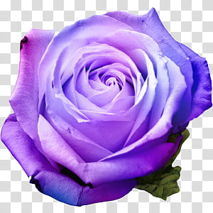 New s, purple rose flower transparent background PNG clipart