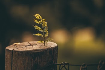 New Tree Grow Up on Stump