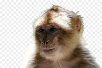 new world monkey tufted capuchin white-fronted capuchin marmoset old world monkey