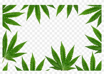 New York Cannabis Shutterstock - Cannabis Border