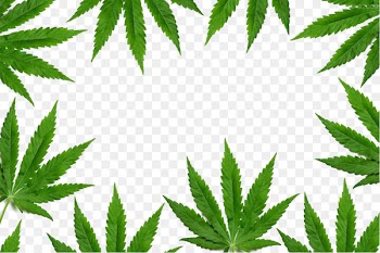 New York Cannabis Shutterstock - Marijuana Leaf Border 