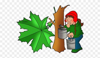 New York State Tree Sugar Maple - Sap Of Trees Clipart