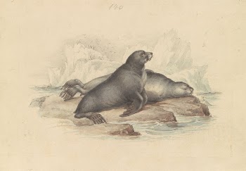 New Zealand Fur Seal or | Free Photo - rawpixel