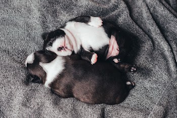 Newborn puppies sleeping