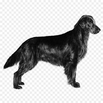 Newfoundland dog Golden Retriever Flat-coated Retriever Puppy -  
