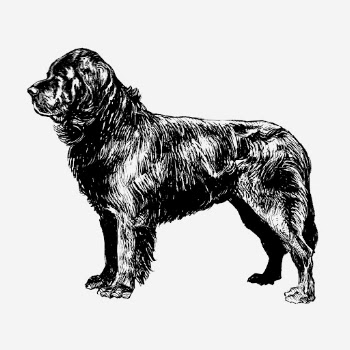 Newfoundland dog, vintage animal illustration. | Free Photo Illustration - rawpixel