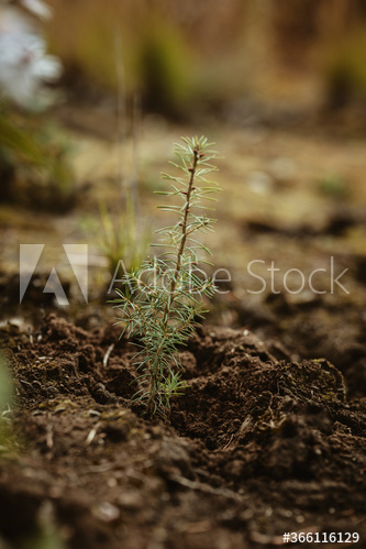 Newly planted pine seedling in forest