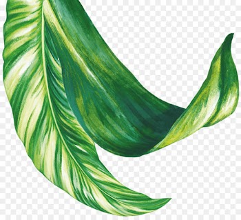 Newmarket Hotel Straight Out Digital Cubitt Street Leaf Menu - leaf monstera 