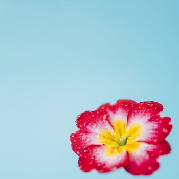 Nice flower with dew
