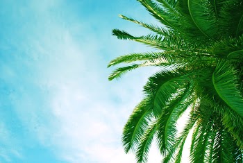 Nice palm tree and very blue sky
