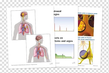 Nicotine dependence Anatomy Substance dependence Tobacco, LAMINATION transparent background PNG clipart