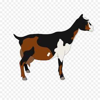 Nigerian Dwarf goat Pygmy goat Cattle Drawing Caprinae - Dwarf 