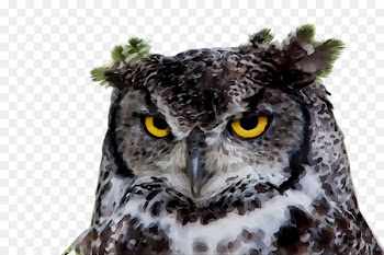 Night owl Lark Owl at Home Image -  