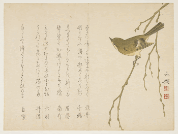 Nightingale on a willow branchOriginal | Free Photo - rawpixel