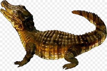 Nile crocodile Alligators Fauna -  