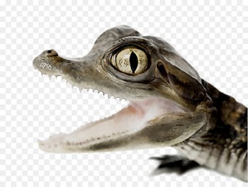 Nile crocodile Animal American crocodile American alligator -  