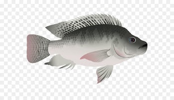 Nile tilapia Bluegill Animated film Cartoon - Nile Tilapia 