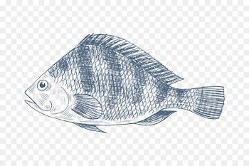 Nile tilapia Drawing Fish Oreochromis aureus - fish 