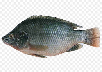 Nile tilapia Fish farming Oreochromis urolepis hornorum - fish 