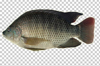 Nile Tilapia Fish Oreochromis Aureus Nile Perch PNG, Clipart ...