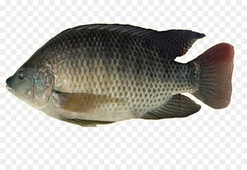 Nile tilapia Freshwater fish Nile perch - fish 