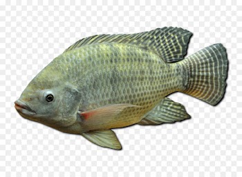 Nile tilapia Mozambique tilapia Oreochromis aureus Nile perch - fish 