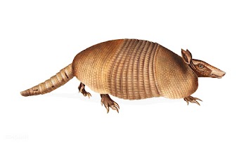 Nine-banded Armadillo illustration | Free stock vector - 457873